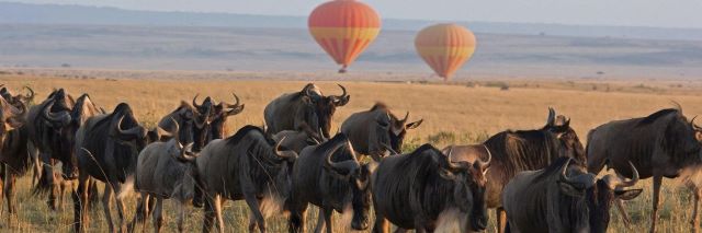 masai mara serengeti wildebeest migration 9 days 8 nights price, masai mara wildebeest migration, 9 days 8 nights price, masai, mara, serengeti, wildebeest, migration, 9 days, 8 nights, safari, package, tour, best, price, offer, price list, prices, cost