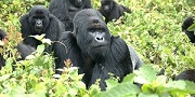 rwanda gorilla trekking rwanda groups or families