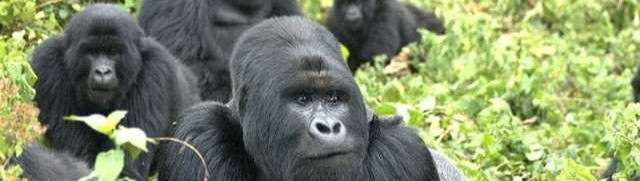 gorilla safari rwanda, gorilla, safaris, safari, trekking, rwanda, prices, rates, hiking,4x4, 4wd, car ,hire, rental, kigali