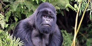gorilla hiking rwanda, hiking gorilla rwanda, gorilla rwanda hiking,Gorilla tekking, hiking safaris, rwanda, gorilla safaris rwanda, gorilla trekking rwanda, gorilla tracking rwanda, what to do, what to bring, rules, regulations, gorilla, trekking, hiking, tracking, rwanda, car hire, kigali,