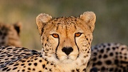 tarangire lake manyara ngorongoro serengeti safari, wildebeest migration safaris masai mara serengeti, wildebeest migration masai mara national park, masai mara national park wildebeest migration,  wildebeest, migration, safaris, masai, mara, serengeti, attractions, activities, accommodation, lodges,  things to do, what to see