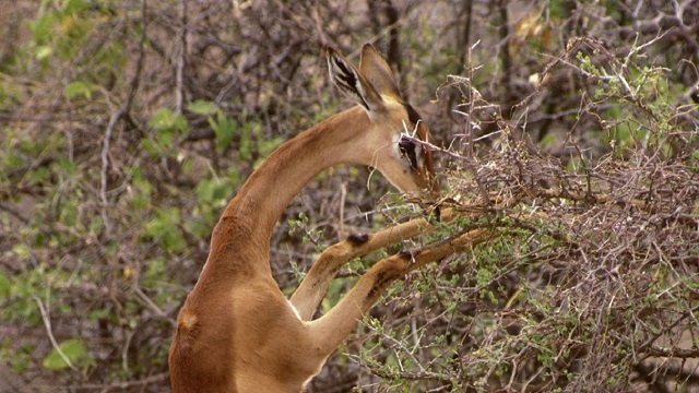 meru national park attractions, meru national park activities,