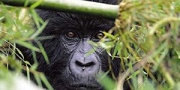 gorilla safaris rwanda, gorilla safari rwanda,
