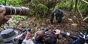gorilla safaris rwanda, gorilla, hiking, rwanda, tracking, safari, trekking, rules, regulations, permits,  what to bring, familes,benefits, attractions, volcanoes national park