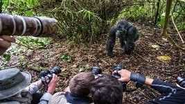 gorillasafarisrwanda.com, gorilla safaris rwanda, gorilla hiking rwanda, gorilla tracking rwanda, safaris gorilla rwanda, tracking gorillas rwanda, gorilla trekking, gorilla hiking,rules, regulations, what to bring, familes,benefits, rwanda, car hire, rental, attractions, volcanoes national park