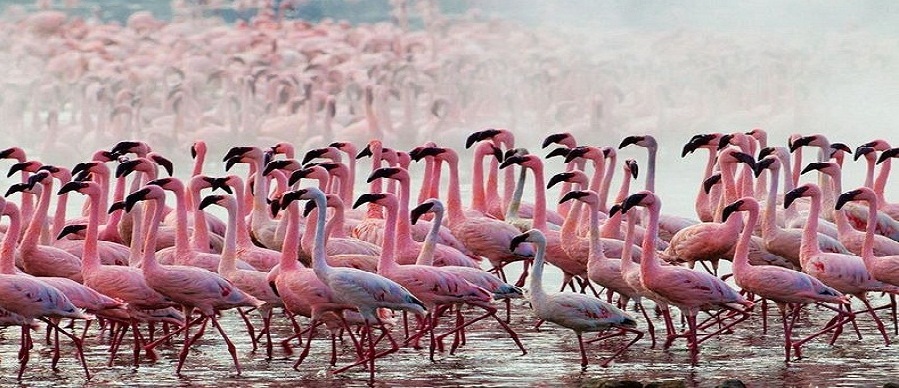  lake manyara national park attractions, attractions  lake manyara national park, activities lake manyara national park ,  lake manyara national park activities, lake manyara, national park, lake manyara national park, lake manyara national park accommodation, attractions, activities, national park, manyara, lake, what to do in lake manyara, lodges, tented camps, where to stay, what to do, ngorongoro, serengeti, best offers, rates, discounts, top, range, famous, luxury, luxurious, popular, luxury lodges, tented camps, camping, 
