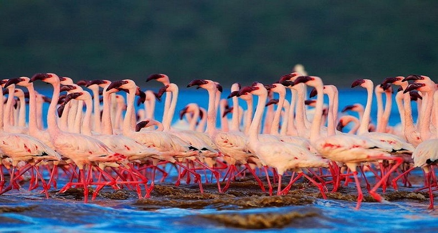 lake nakuru national park attractions, lake nakuru national park lodges, lake nakuru national park activities, lake nakuru, national park, lake, nakuru, national , park, reserve, activites, attractions, lodges, accommodation, hotels,lake nakuru attractions, lake nakuru tourist activities, what to do, where to stay, what to see