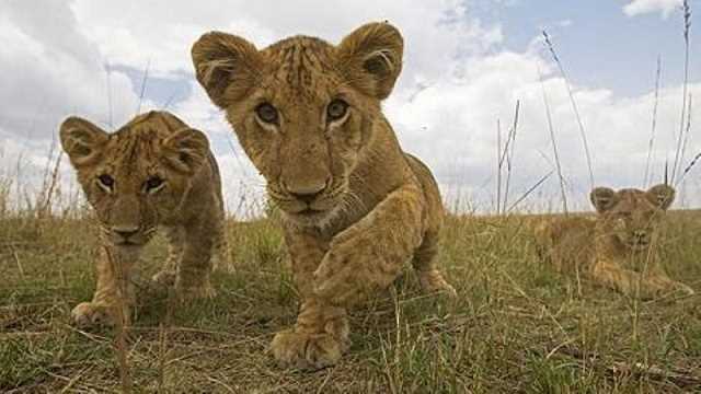 Lion cubs in Masai Mara