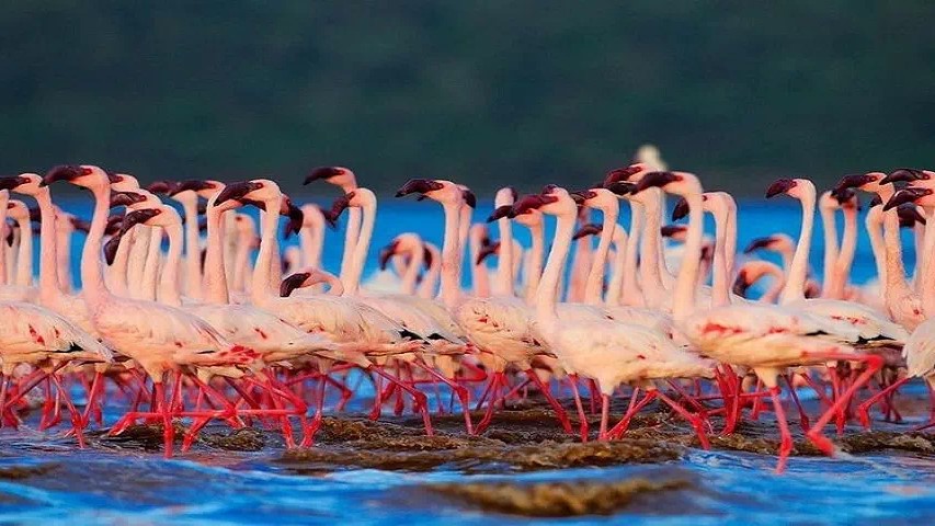 lake nakuru samburu masai mara safari 8 days 