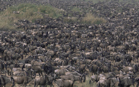 ngorongoro lake manyara serengeti safaris accommodation car hire lodges
