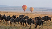 Wildebeest Migration safari Masai Mara national park Serengeti 9days