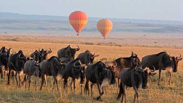 Wildebeest Migration Safari