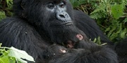 social, political, environmental and economic benefits of gorilla trekking