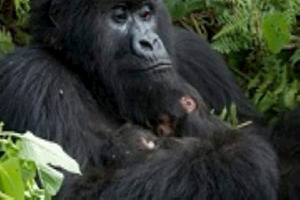 One&Only Gorilla's Nest Luxury Lodge