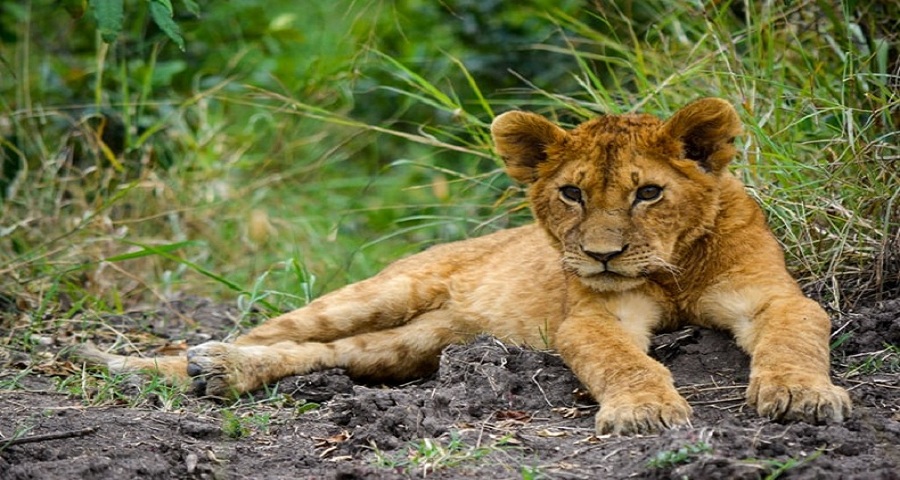 lake Nakuru National park attractions, lake nakuru national park activities, tourist acitivities, tourist attractions, lake nakuru lodges, lake nakuru national park lodges, mammals, birds, lake, nakuru, kenya, lodges,accommodations