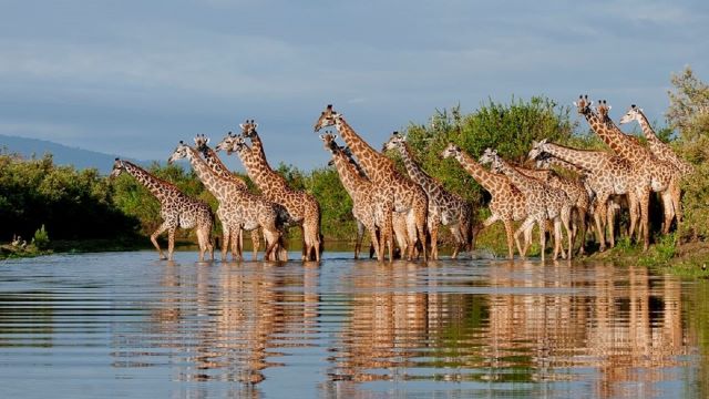 nyerere national park attractions, activities nyerere national park, selous attractions, attractions selous, attractions nyererenational park, nyererenational park activities , activities selous, selous activities, nyerereconservation area, safaris nyerere national park, nyerere national park boat safaris, selous game park, game park, nyererepark, nyereresafaris, safari, safaris, nyereresafari, safaris to nyerere national park, fly to nyerere, accommodation, nyerere accommodation, accommodation in nyerere, activities, what to do, nyerere attractions, attractions, nyerere national park