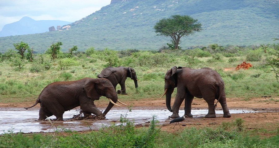 tsavo east national park attractions, tsavo east national park activities,tsavo east, national park, tsavo east national park,  tsavo east national park accommodation, lodges, tented camps, where to stay, what to do
