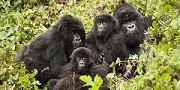 gorilla hiking rwanda, rwanda gorilla hiking, hiking gorilla rwanda,gorillasafarisrwanda.com, gorilla safaris rwanda, gorilla hiking rwanda, gorilla tracking rwanda, safaris gorilla rwanda, tracking gorillas rwanda, gorilla trekking, gorilla hiking,rules, regulations, what to bring, familes,benefits, rwanda, car hire, rental, attractions, volcanoes national park