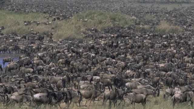 masai mara national park attractions, masai, mara, maasai, national, park attractions, activities, safaris, cultural, tours, visit, manyatta, village, hiking, balloon, nature, walks, sun, downers, masai mara national park activities, wildebeest, migration, safaris, best, offers, price, prices, rates, discounted, accommodation, lodges, serengeti, ngorongoro, lake manyara, tarangire, lake, ndutu, natron, oldeani, olduvai, gorge,discounts, top, range, famous, luxury, luxurious, popular, luxury, tented, camps, site, camp, camping