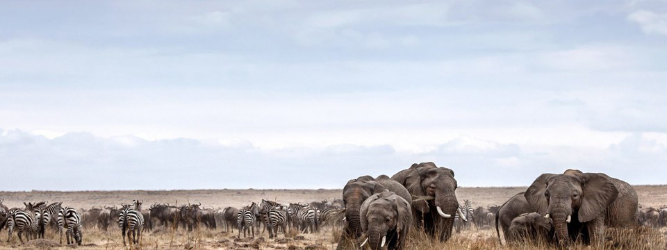 MASAI MARA RESERVE MIXED HERD OF ELEPHANTS, GNUS, ZEBRAS