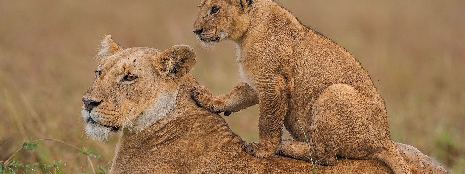 MASAI MARA NATION PARK, MIGRATION OF WILDEBEEST, MAMMALS, LIONS, PREDATORS, ACTIVITIES, WHAT TO DO, CAR HIRE, LODGES, TENTED CAMPS, HUNTING,