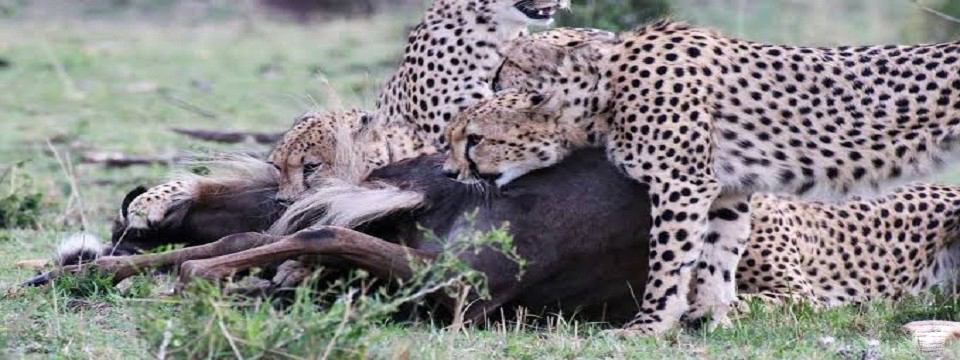 MASAI MARA NATIONAL RESERVE, CHEETAR BROTHERS, HUNTING, MAMMALS, ANIMALS, WHAT TO DO, WHAT TO DO, MIGRATION OF WILDEBEEST, BIG CATS, PREDATORS