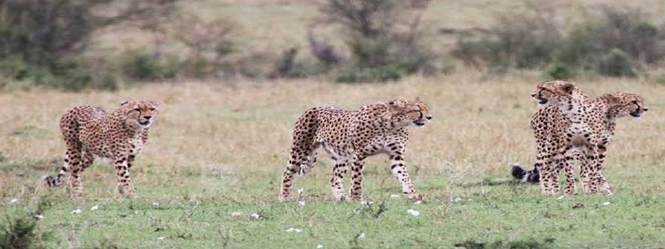 MAASAI MARA, NATIONAL PARK CHEETAH BROTHERS, HUNTING, WHAT TO DO, ACTIVITIES, ACCOMMODATION , GAME DRIVE, SAFARIS, SAFARI, SERENGETI MIGRAION 