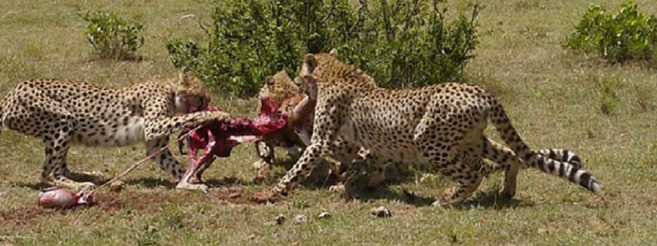 MAASAI MARA NATIONAL PARK HUNTING, ACCOMMODATION, LODGES, TENTED CAMPS, WHAT TO DO, WHAT TO SEE, ATTRACTIONS, ACTIVITIES, BIG CATS, GAME DRIVES
