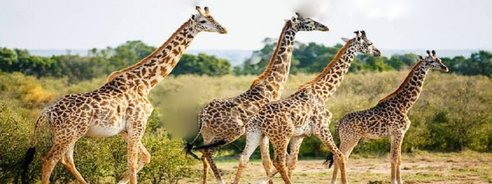 MASAI MARA NATIONAL PARK ATTRACTIONS, MAMMALS, GAME DRIVES, WHAT TO SEEE, GIRAFFES, ACCOMMODATION, LODGES, TENTED CAMPS, CAMPING, CAR HIRE, RENTAL, FLIGTHS