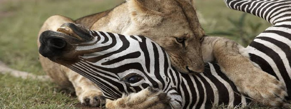 MASAI MARA KENYA, LION HUNT, KILL, GAME DRIVES, ACCOMMODATION, LODGES, TENTED CAMPS, CAR HIRE, RENTAL