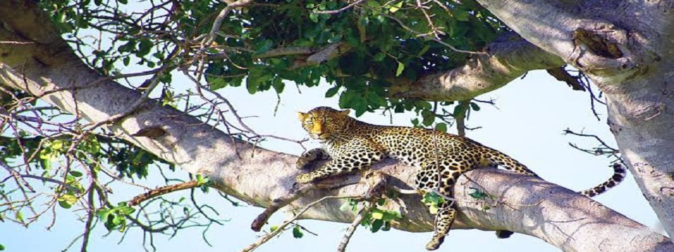 MASAI MARA SAFARIS, WHAT TO SEE, WHAT TO DO, WHERE TO STAY, ACTIVITIES, ATTRACTIONS LODGES, CAMPS, TENTED CAMPS,