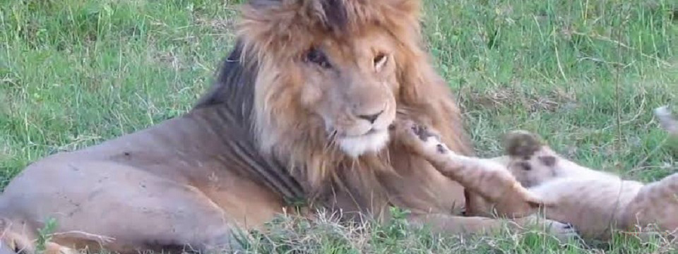 MASAI MARA NATIONAL RESERVE, MARSH LIONS, WHAT TO DO, WHERE TO STAY, ATTRACTIONS