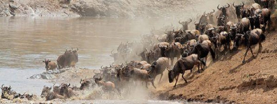 WILDEBEEST MIGRATION MASAI MARA SERENGETI, WHEN TO VISIT, WHERE TO STAY, MASAI MARA ATTRACTIONS