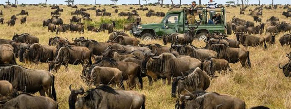 WILDEBEEST MIGRATION MASAI MARA SERENGETI, WHEN TO VISIT, WHAT TO SEE, BEST TIME