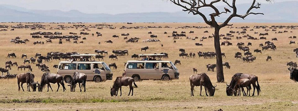 WILDBEEST MIGRATION WHEN TO VISIT