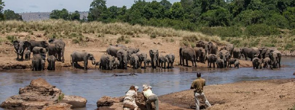 MASAIMARA, WATCHING ELEPHANTS