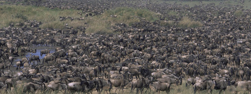 MAASAI MARA NATIONAL PARK, WILDEBEEST MIGRATION MAASAI MARA SERENGETI, RESERVE, KENYA, ACTIVITIES, WHAT TO DO ACCOMMODATION, LODGES, ATTRACTIONS