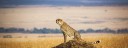 CHEETARS OF MASAI MARA
