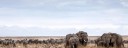 MIXED HERDS MASAI MARA