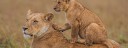 MASAI MARA LIONS
