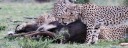 MASAI MARA CHEETARS