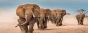 MASAI MARA ELEPHANTS