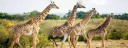 MAASAI MARA GIRAFFES