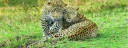 MASAI MARA LEOPARDS