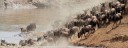 MARA SERENGETI WILDBEEST MIGRATION