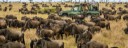 WILDEBEEST MIGRATION MASAI MARA SERNGETI