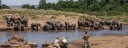 ELEPHANTS IN MASAI MARA