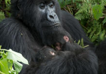 Gorilla Tracking Rwanda, hiking, Trekking safaris Rwanda volcanoes National Park