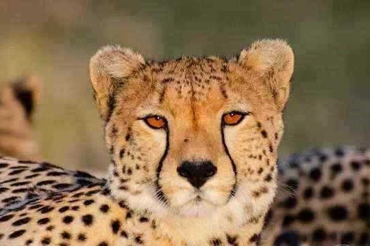 southern, northern, Tanzania, selous, udzungwa, mikumi, ruaha, 11 days, 7 days, 6 nights, serengeti, ngorongoro, lake manyara, tarangire, safari, vaction, holiday, price, prices, offers, price list, cost