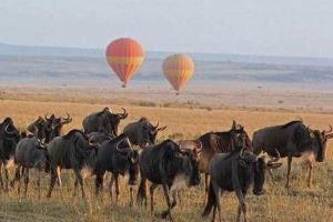 masai mara wildebeest migration 4 days 3 nights, masai, mara, wildebeest, migration,serengeti, ngorongoro, lake, manyara, tarangire, 7,6, 4, 3, days, nights, prices, price, cost